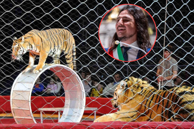 À Bacoli, le maire inflige une amende au cirque : « non aux endroits où la souffrance animale est spectaculaire » (et les fonds iront à l'aide aux animaux errants)
