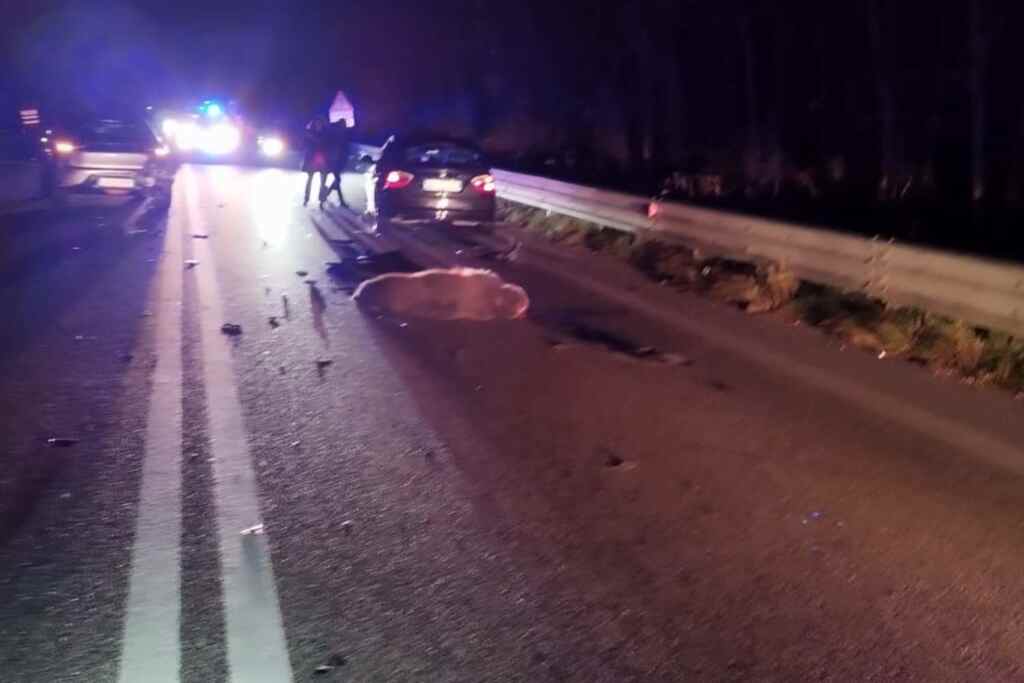 Ours mort Abruzzes 2