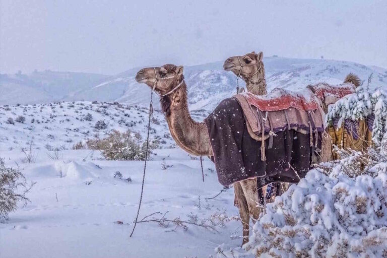 Le nord de l'Arabie Saoudite se réveille sous la neige : les images spectaculaires du désert blanc