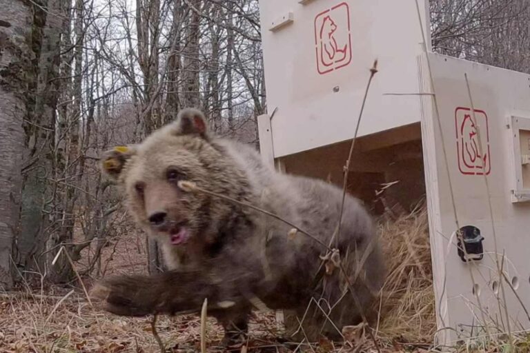 La petite ourse marsicaine Nina est en liberté dans les bois des Abruzzes : elle est devenue orpheline en mai dernier
