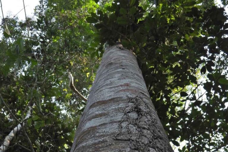 De nouvelles espèces d’arbres découvertes en Amazonie : Drypetes oliveri risque déjà l’extinction
