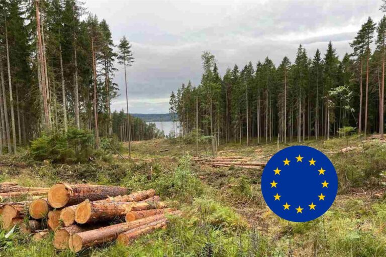 Budget 2025, des animaux aux forêts : les 8 coups de choc avec lesquels l'Europe démantèle la protection de l'environnement