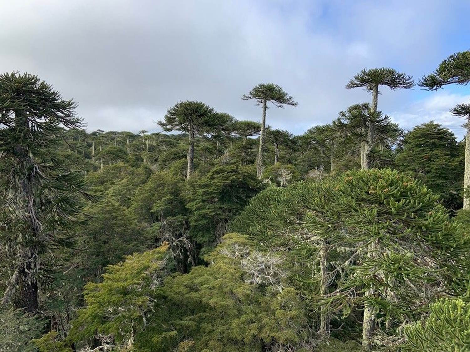 sol modifié par les incendies de forêt depuis des décennies