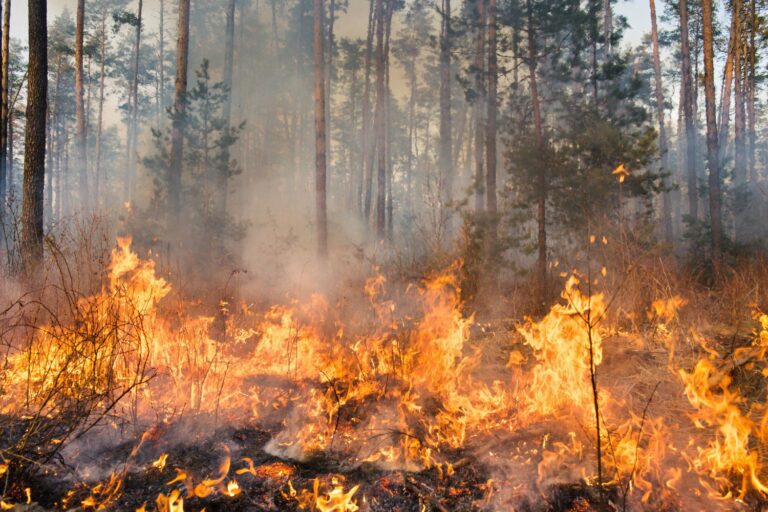 Un incendie de forêt endommage les sols pendant des décennies, selon une étude