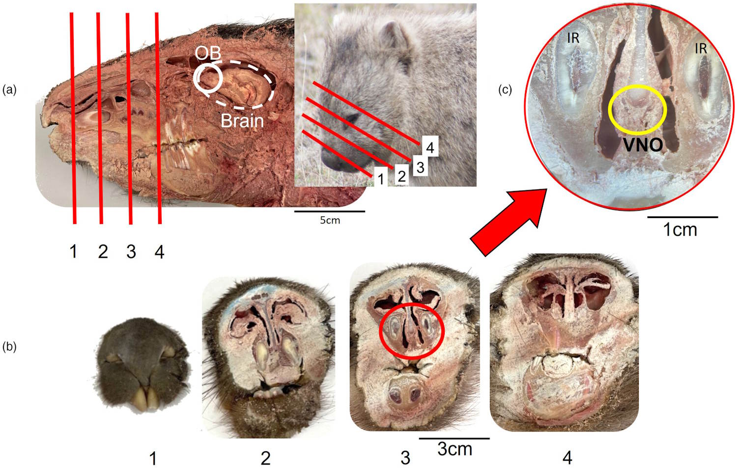 Échange d'informations sur les caca de cubes de wombats