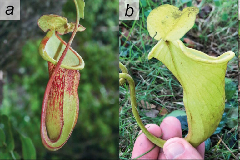 Une nouvelle plante carnivore a été découverte, mais elle est déjà en danger d'extinction