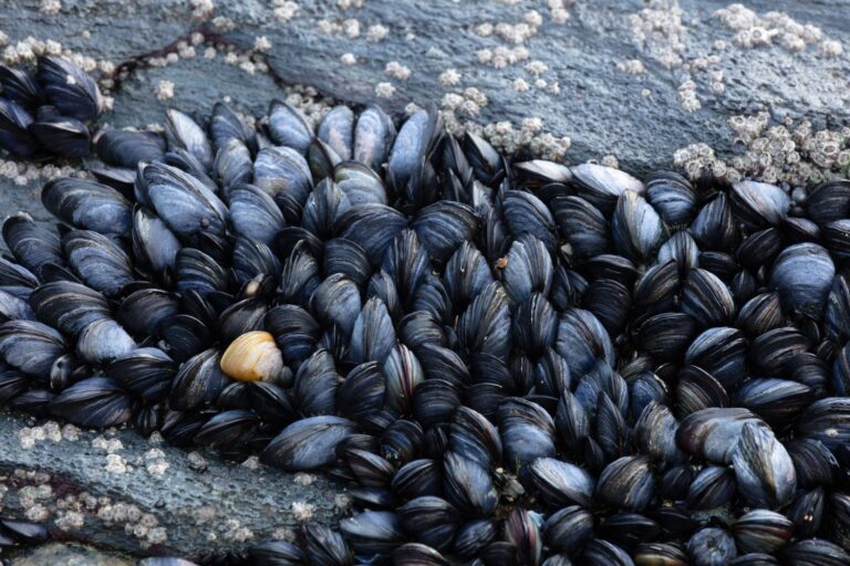 Si vous mangez des huîtres ou des moules, soyez prêt ! D’ici 2050, il n’y en aura plus en Méditerranée