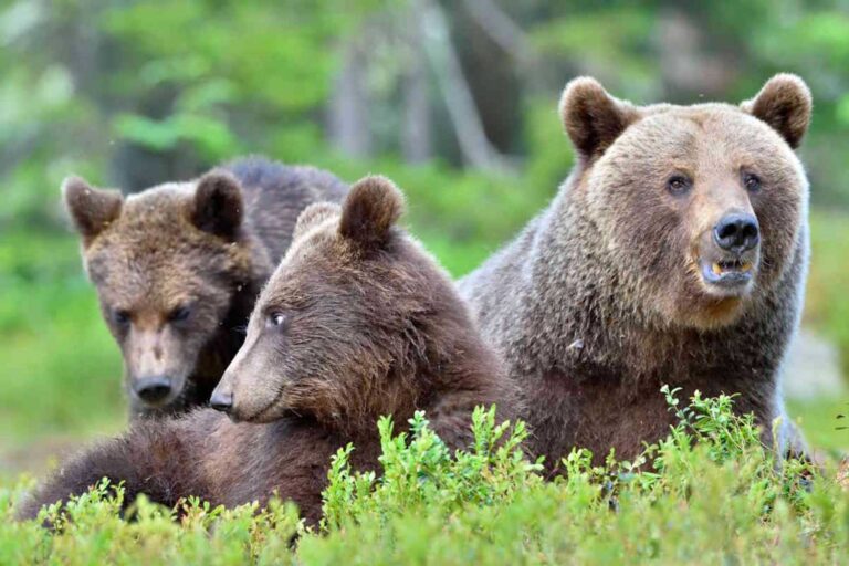 C'est ainsi que l'homme a façonné les ours bruns des Apennins : moins agressifs, mais plus à risque et vulnérables