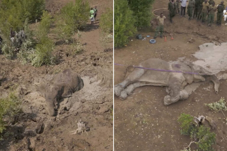 Regardez le sauvetage émotionnel d'un éléphant coincé dans la boue au Kenya (après 4 jours d'essais)