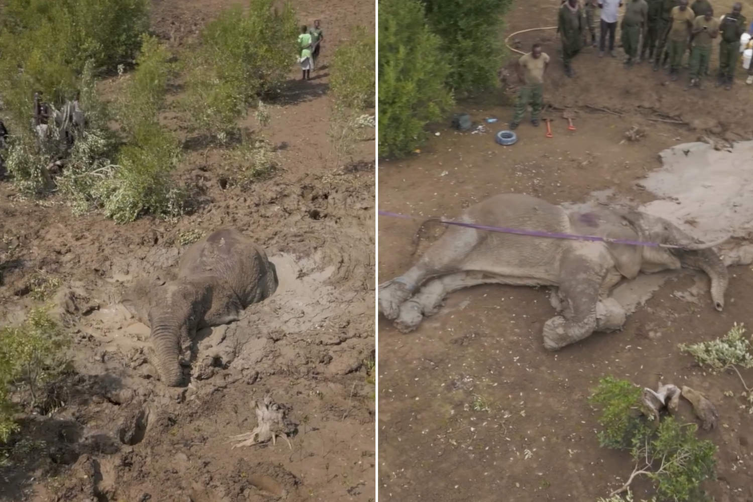 Salvataggio elefante