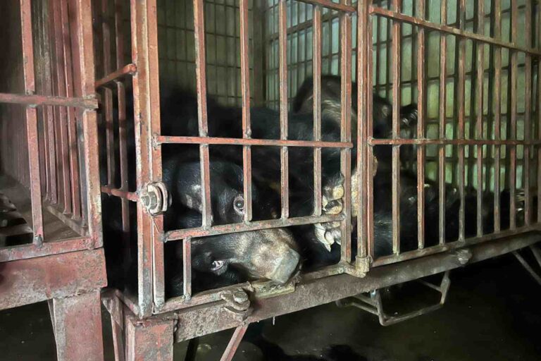 Victoire! La Corée du Sud interdit l'élevage d'ours et les cruelles fermes à bile