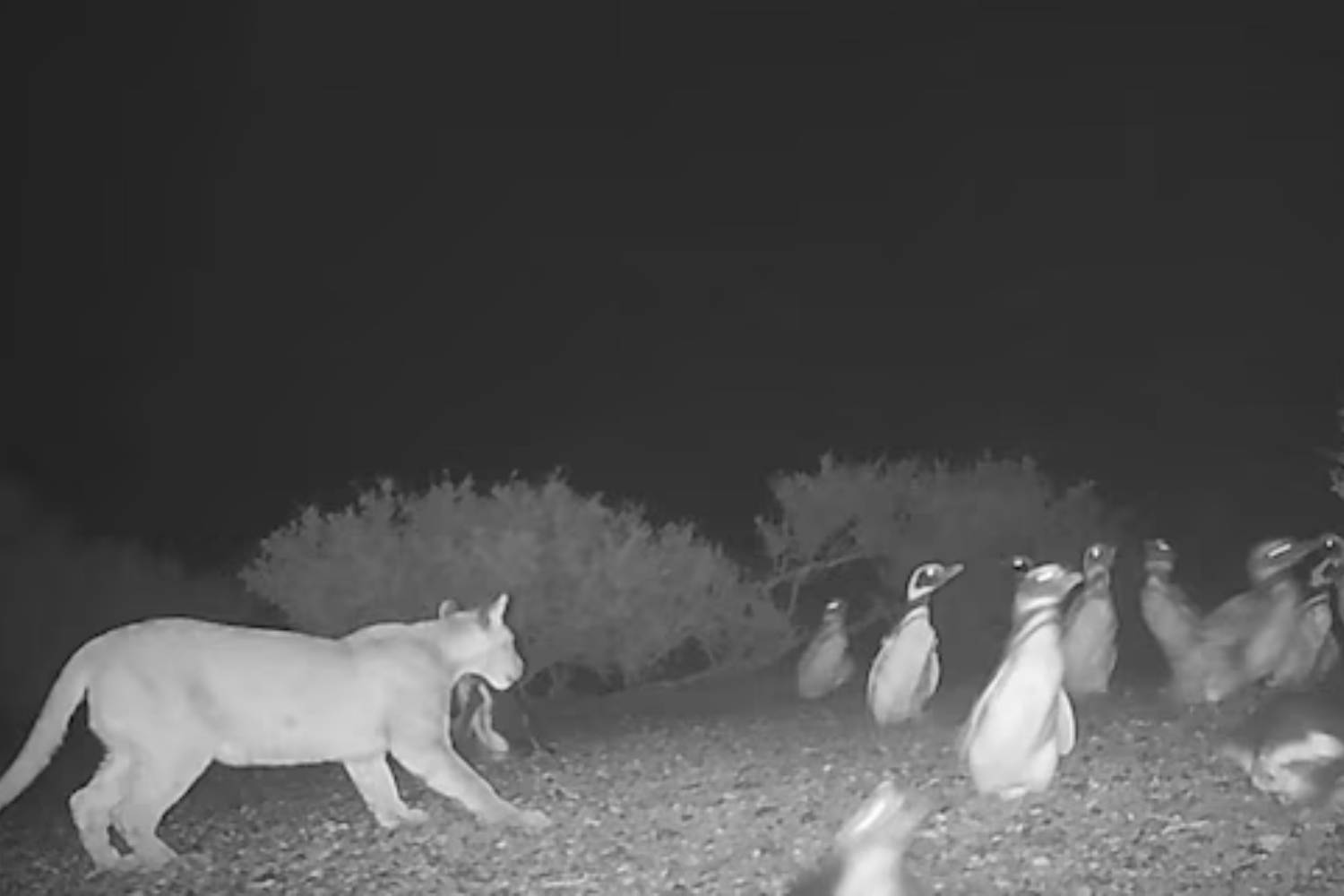 Puma pinguini