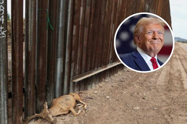 Le mur de Trump se divise à nouveau : l'un des derniers paradis naturels de l'Arizona en danger