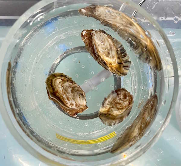 Etude des moules méditerranéennes