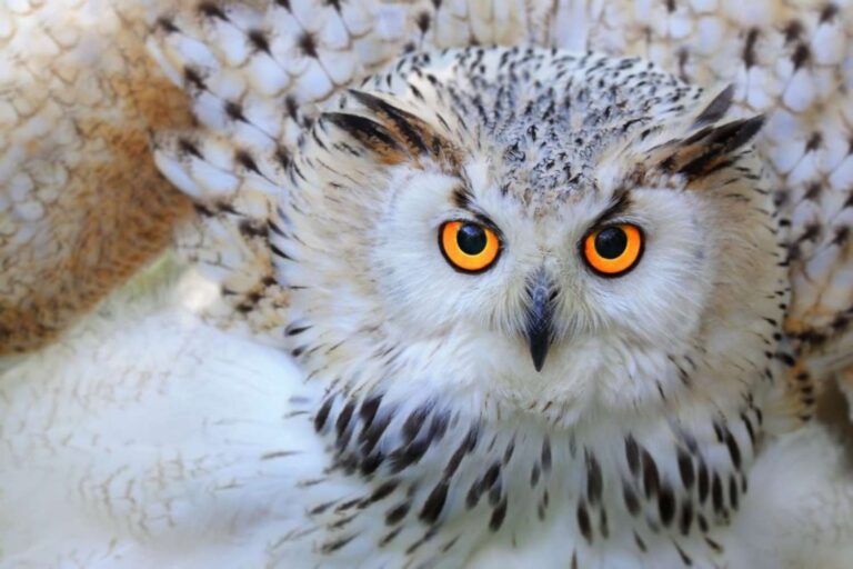Adieu au harfang des neiges en Suède ! L'emblématique Hedwige de Harry Potter est le premier oiseau à disparaître en 20 ans dans le pays