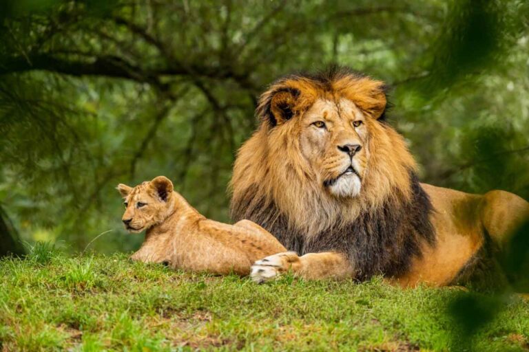 Les scientifiques ont découvert que les animaux stérilisés vivent jusqu'à 20 % plus longtemps (et la même chose pourrait être vraie pour nous)