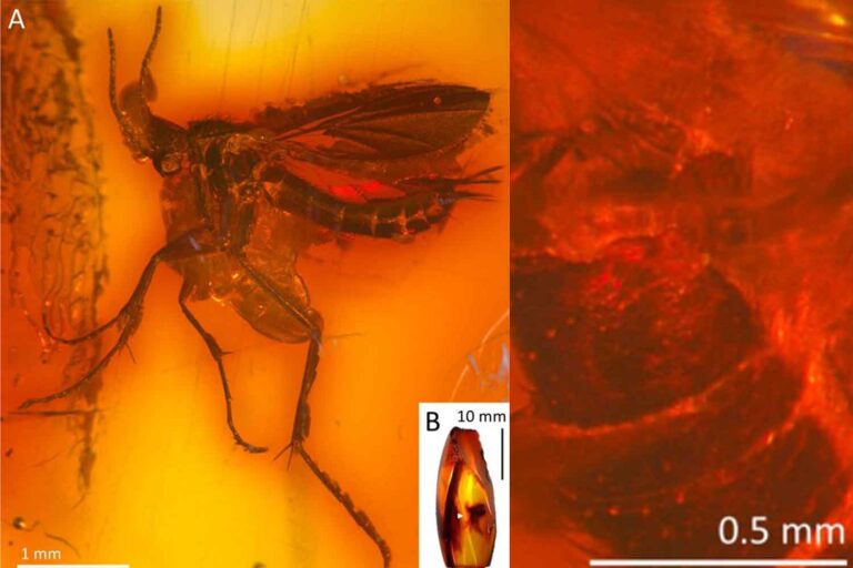 La découverte d'ambre vieux de 40 millions d'années révèle l'insecte qui unit l'Europe, l'Amérique et l'Asie