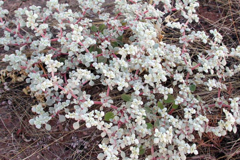 Les scientifiques ont découvert la plante la plus tolérante à la chaleur jamais découverte sur Terre (et cachée à la vue de tous)
