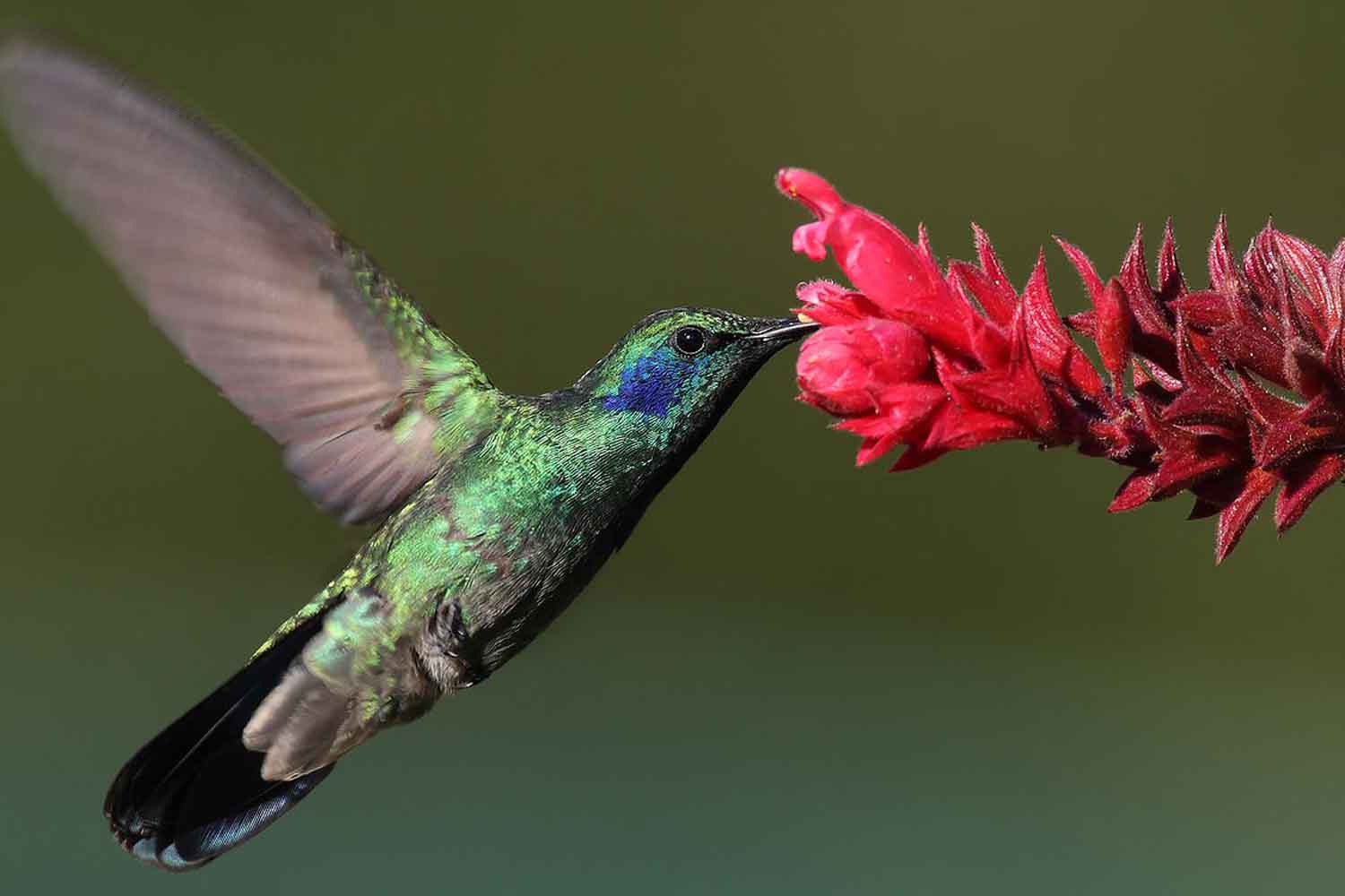 colibrì