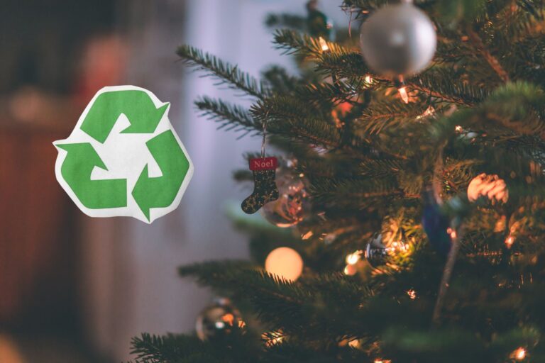 Véritable sapin de Noël : ne le jetez pas après les fêtes ! Comment lui donner une seconde vie (en plus de le planter)