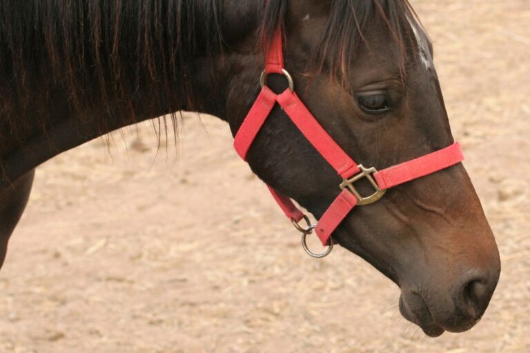 Un cheval meurt lors de la Cavalcade des Rois Mages à Nocera Inferiore (mais le cortège ne s'arrête pas) : un spectacle indigne en 2026