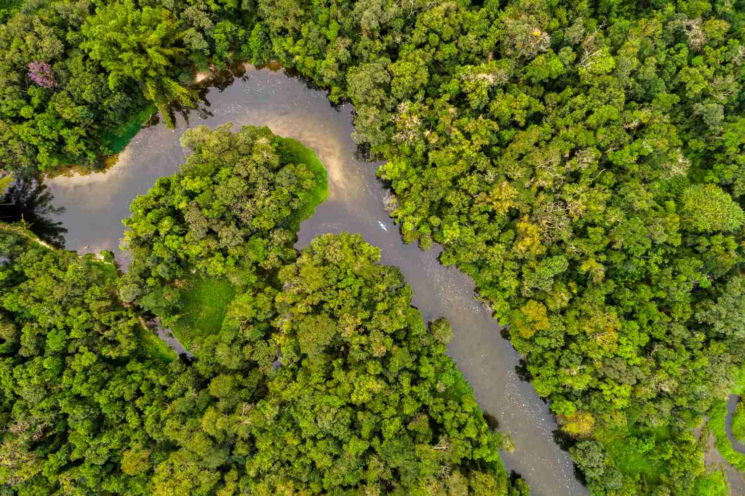 Un bond de 10 millions d’années en arrière : le climat de l’Amazonie devient hypertropical