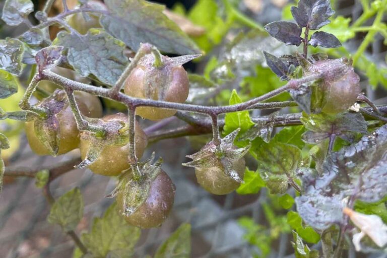 Les tomates des îles Galápagos semblent évoluer à l'envers