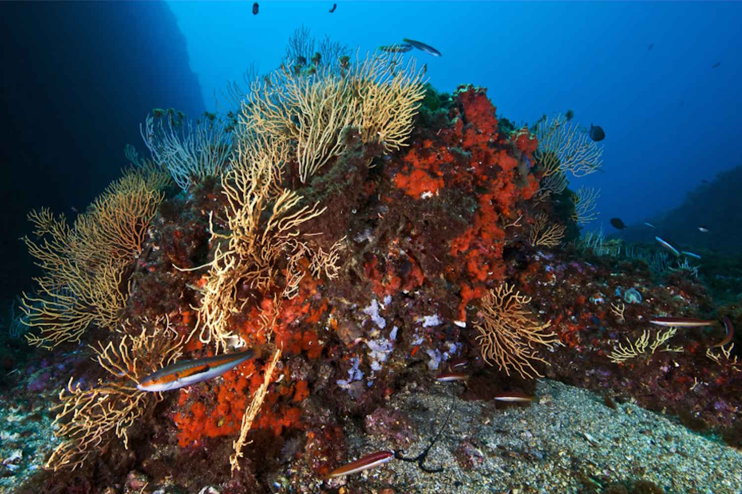 Area Marina Protetta della Gaiola