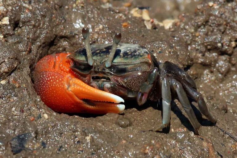 Une étude montre comment ces minuscules crabes violonistes aspirent et décomposent les microplastiques