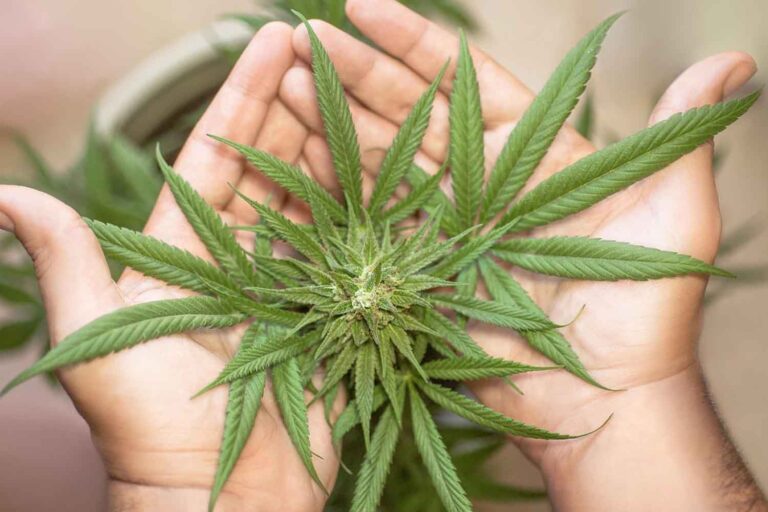 Le cannabis n'a pas toujours produit de THC, une étude montre l'évolution psychoactive du chanvre