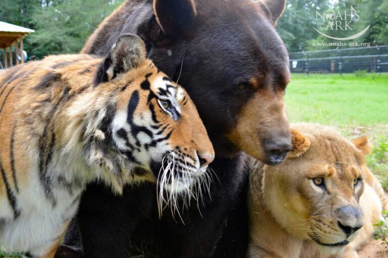 Un lion, un tigre et un ours retenus captifs sont devenus des amis inséparables (surmontant le traumatisme qu'ils ont vécu ensemble)