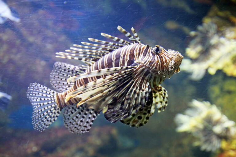 Poisson-scorpion en Méditerranée : en manger est-il vraiment la solution face à l’invasion extraterrestre ?
