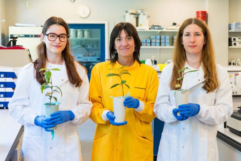 Du thé de lune ? Une équipe anglaise a découvert comment le cultiver sur le sol lunaire