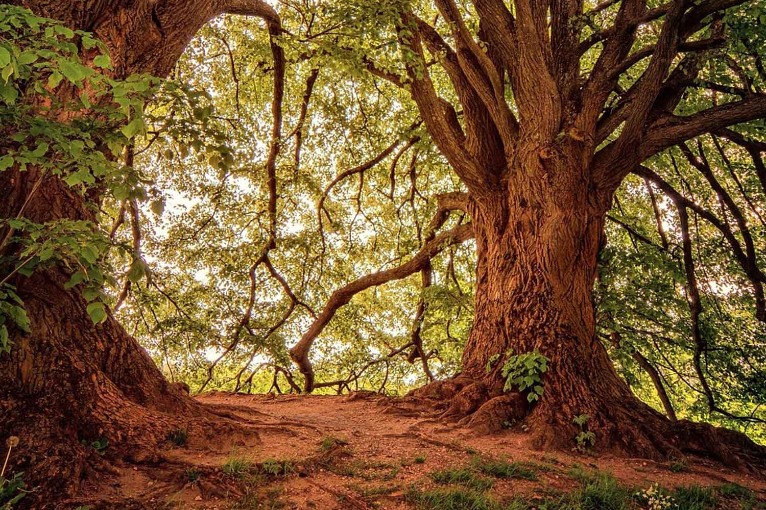 alberi
