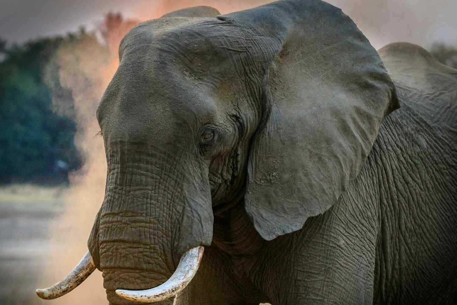 Caccia elefante