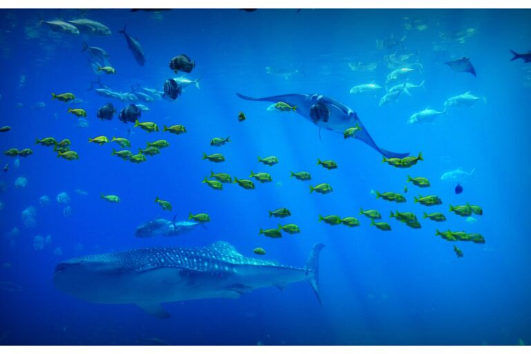 Le Traité sur l'océan de l'ONU entre en vigueur, mais l'Italie est du mauvais côté de l'histoire