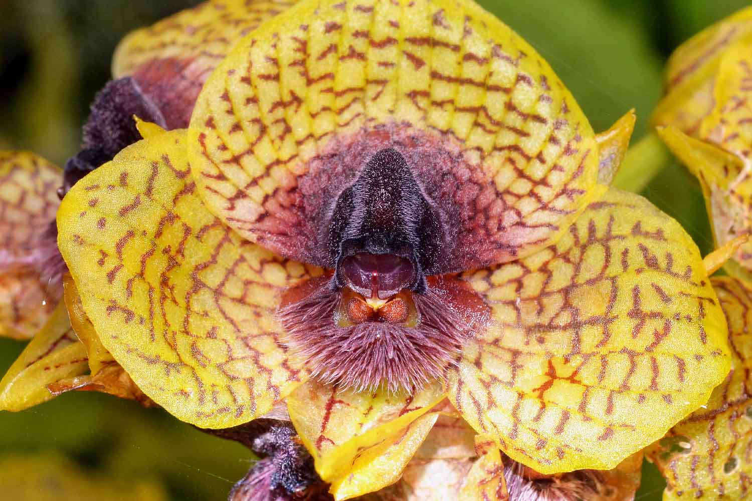Télipogon cruentilabrum