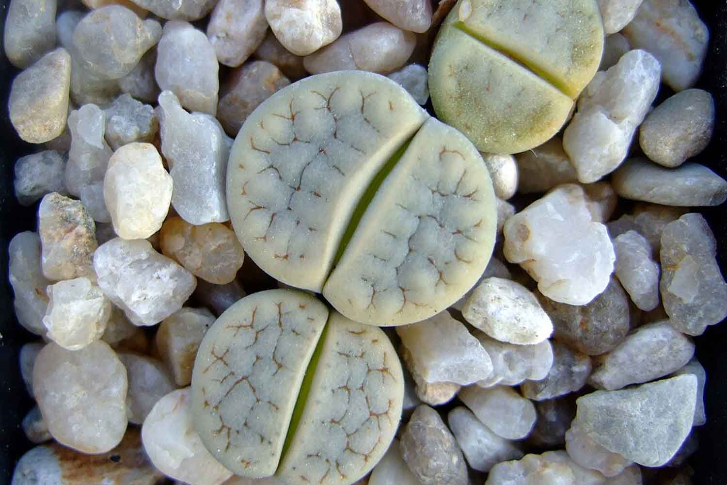 Lithops gracilidelineata