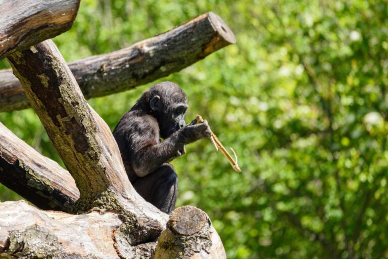 Pas seulement les humains, même les chimpanzés adolescents sont imprudents et adorent expérimenter : étude