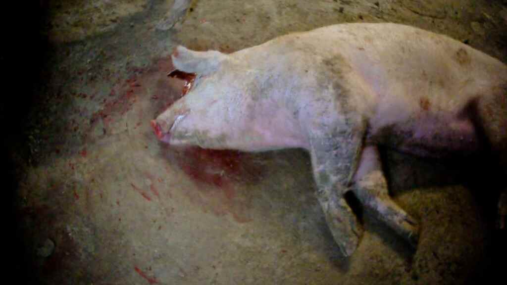 Condamnation pour maltraitance porcine 3