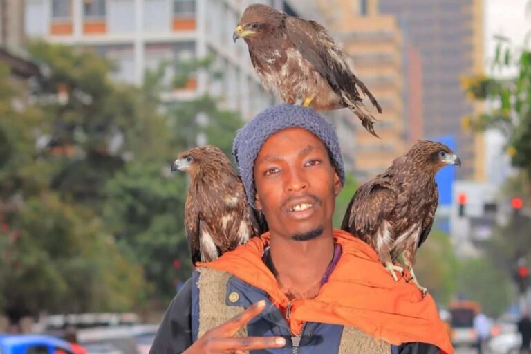 Nairobi Birdman : l'homme légendaire qui, à lui seul, sauve et soigne les oiseaux blessés au Kenya