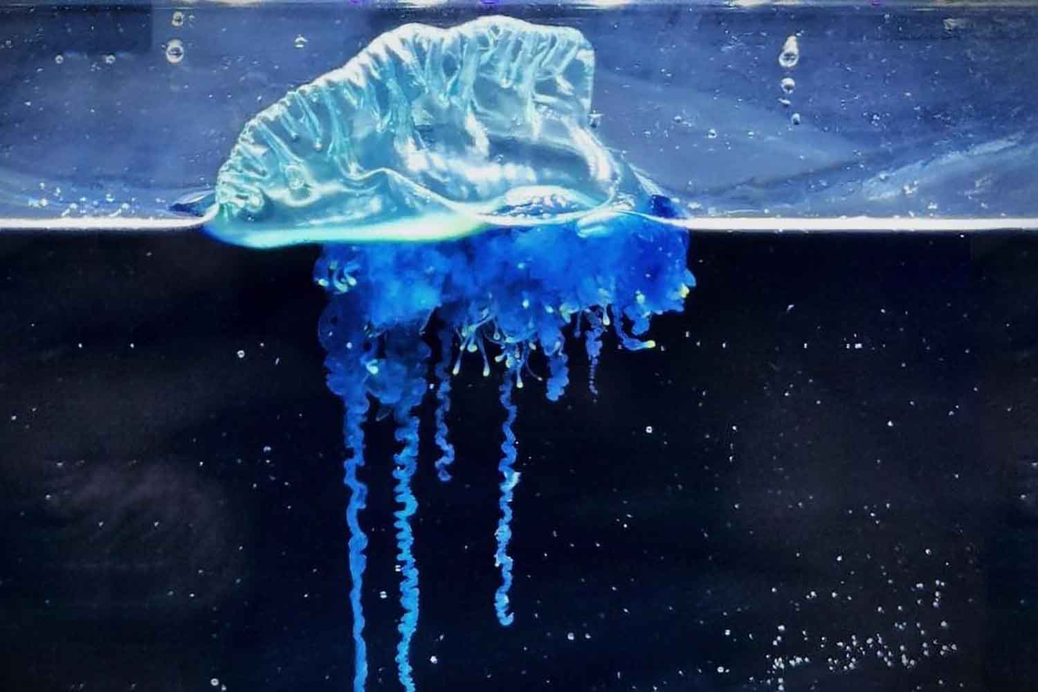 Physalia mikazuki, la medusa samurai