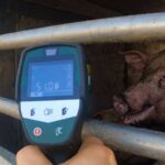 Plus d'un milliard et demi d'animaux transportés vivants dans l'UE : 130 experts et associations envoient une lettre pour mettre fin à cette barbarie