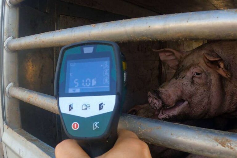 Le transport d'animaux vivants est un enfer : les citoyens italiens sont les plus inquiets d'Europe (et demandent protection)