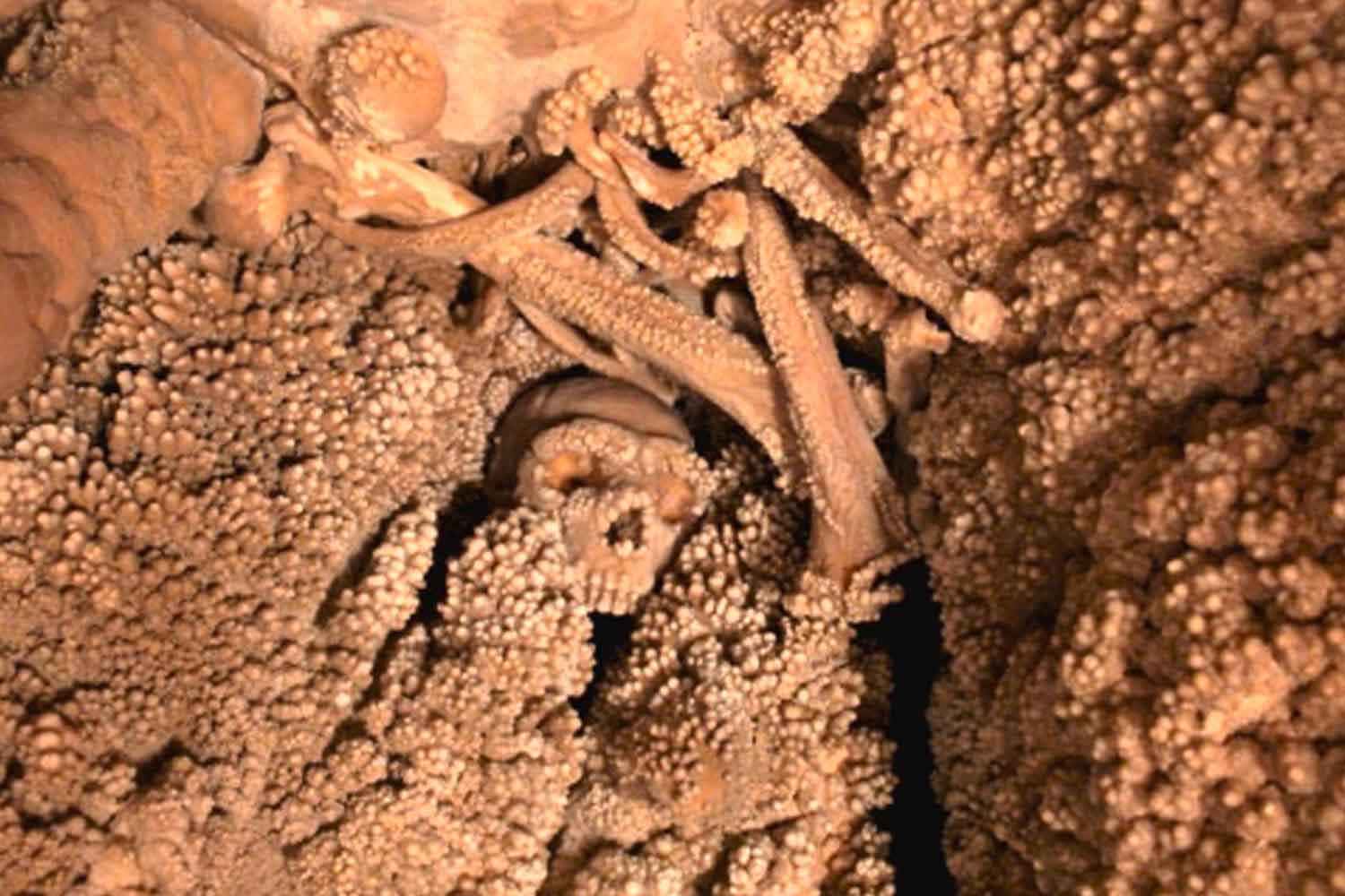 Neanderthal Altamura