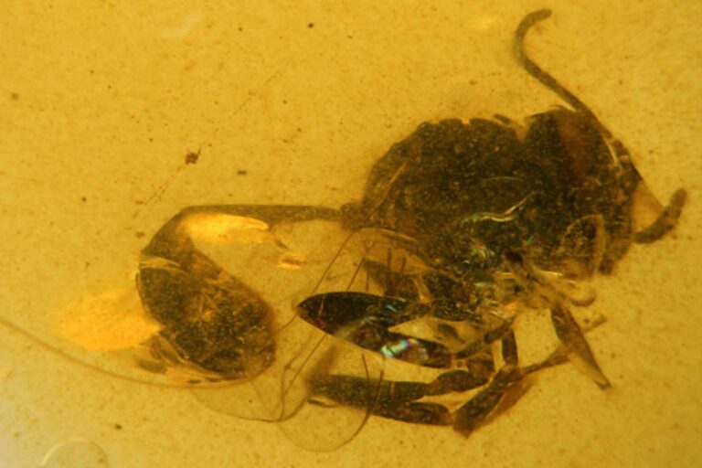 Découverte extraordinaire en Espagne : une guêpe vieille de 105 millions d'années retrouvée fossilisée dans l'ambre