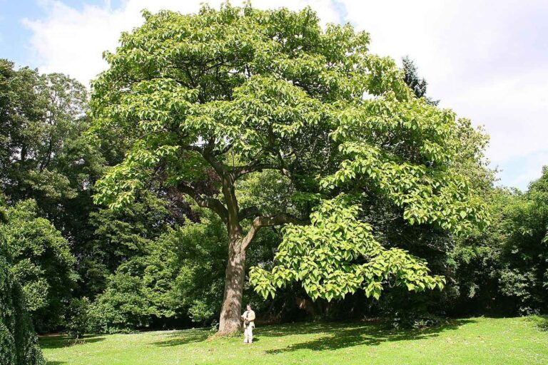 Pourquoi l’arbre Paulownia est-il comparé à la cryptomonnaie ?