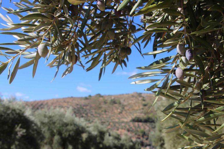 Xylella, les chiffres qui ne concordent pas : pourquoi continuons-nous à abattre même les oliviers sains ?