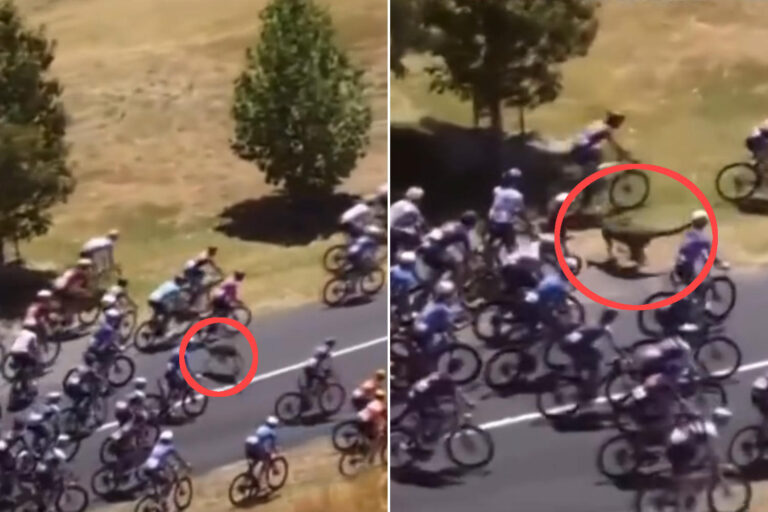 Un kangourou traverse la route au Tour Down Under et provoque une énorme chute parmi les cyclistes