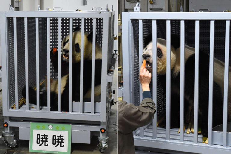 Le Japon reste sans pandas pour la première fois depuis 50 ans : les deux derniers spécimens retournent en Chine (mais en captivité)